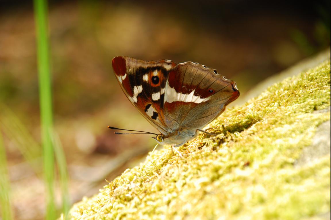 Schmetterling