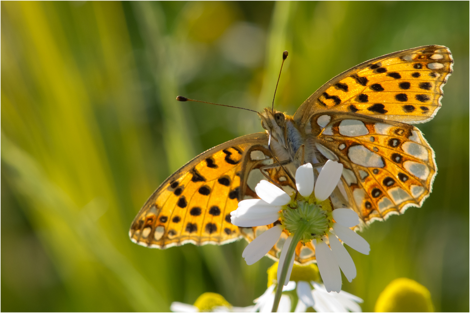 Schmetterling