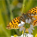 Schmetterling