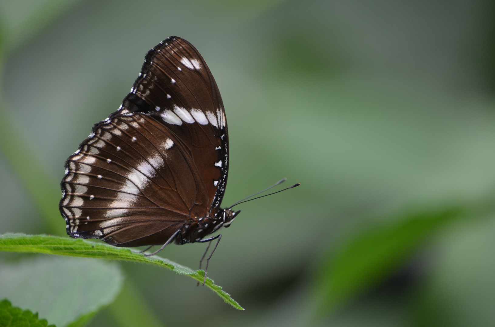 Schmetterling