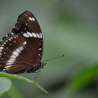 Schmetterling