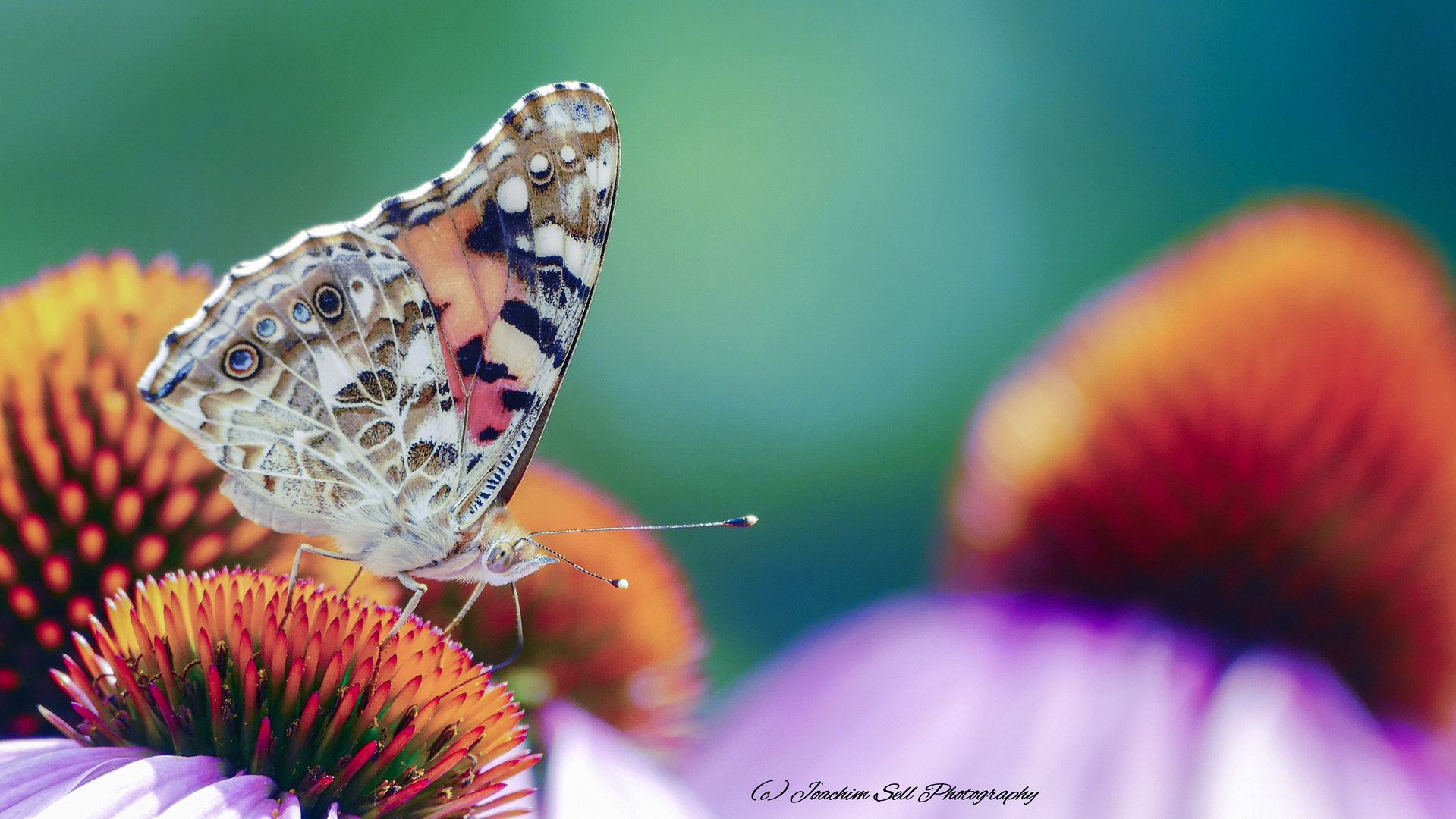 Schmetterling 