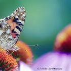 Schmetterling 