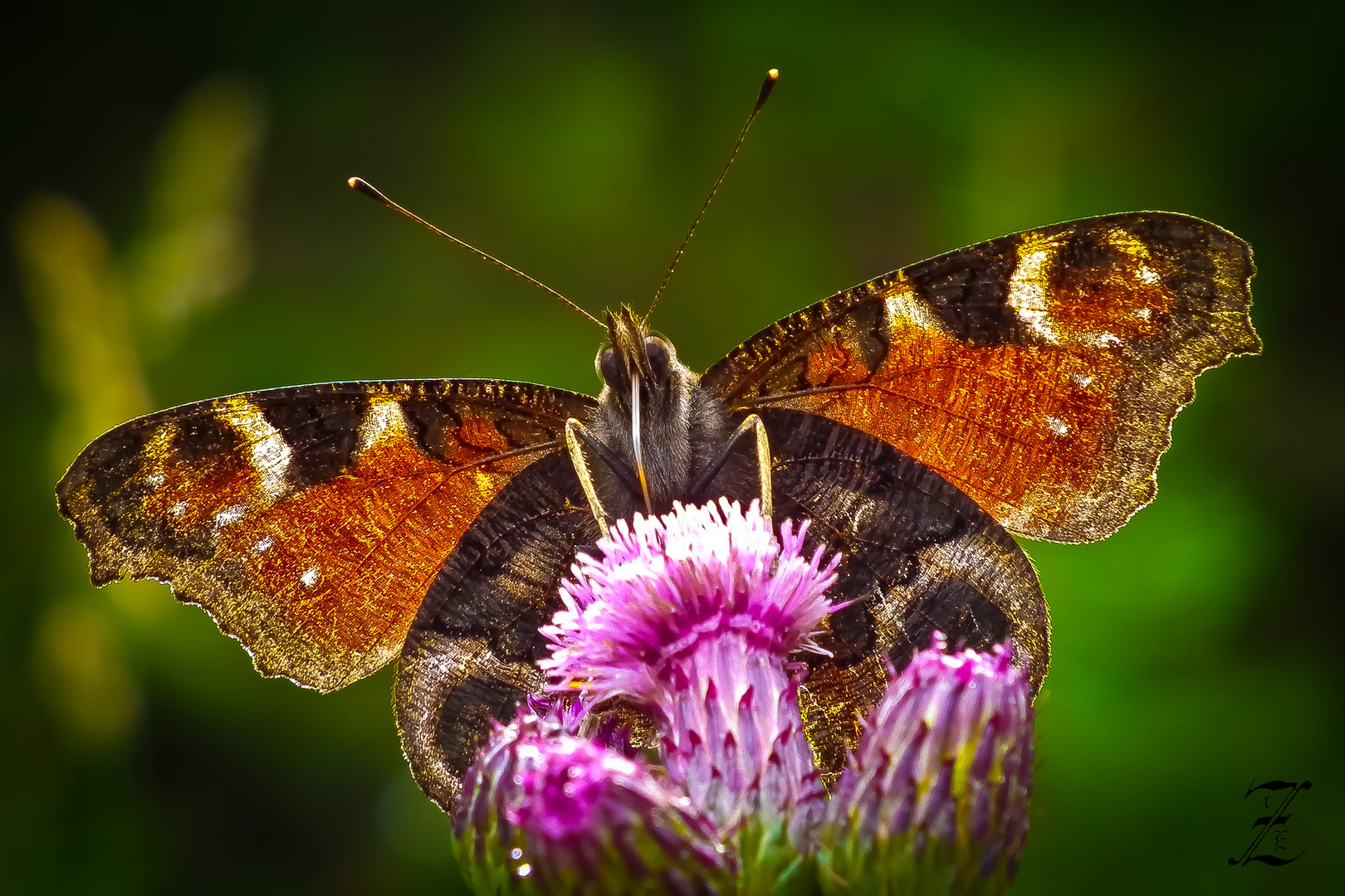 Schmetterling