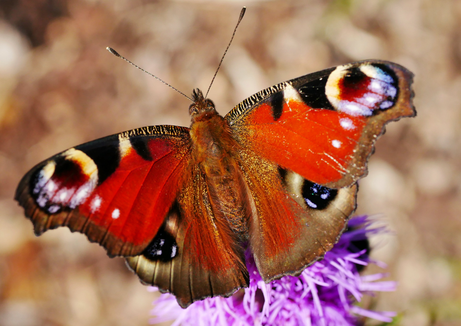 Schmetterling