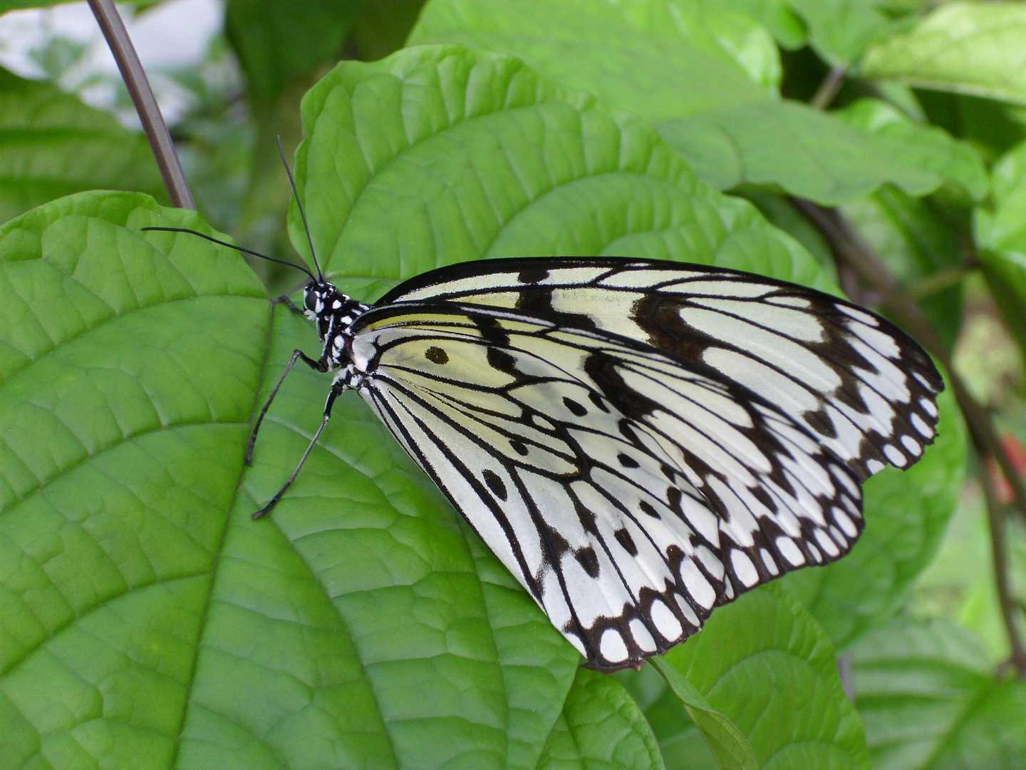 Schmetterling