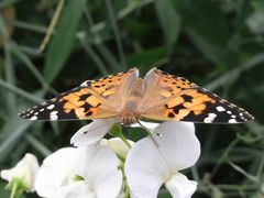 Schmetterling