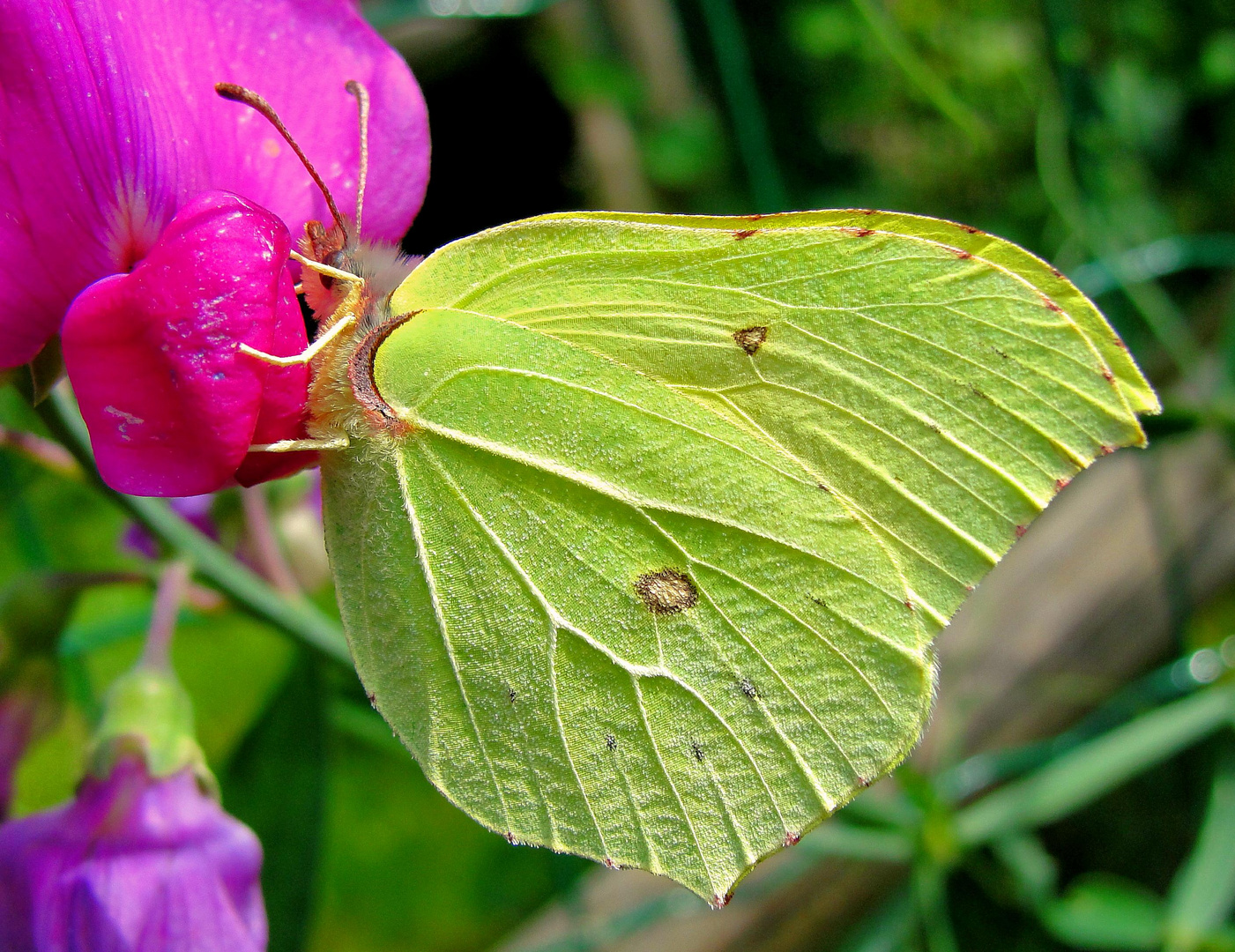 Schmetterling