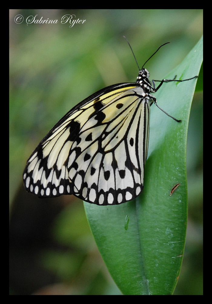 Schmetterling