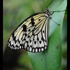 Schmetterling