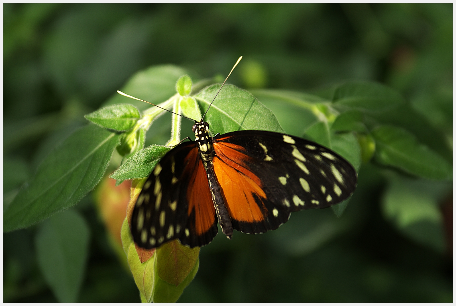 Schmetterling