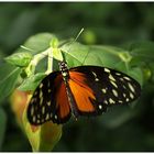 Schmetterling