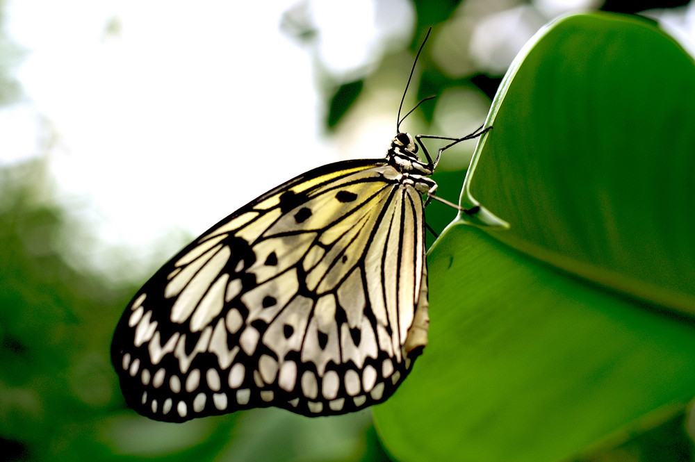 Schmetterling