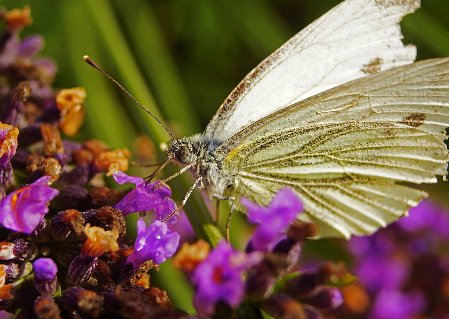 Schmetterling