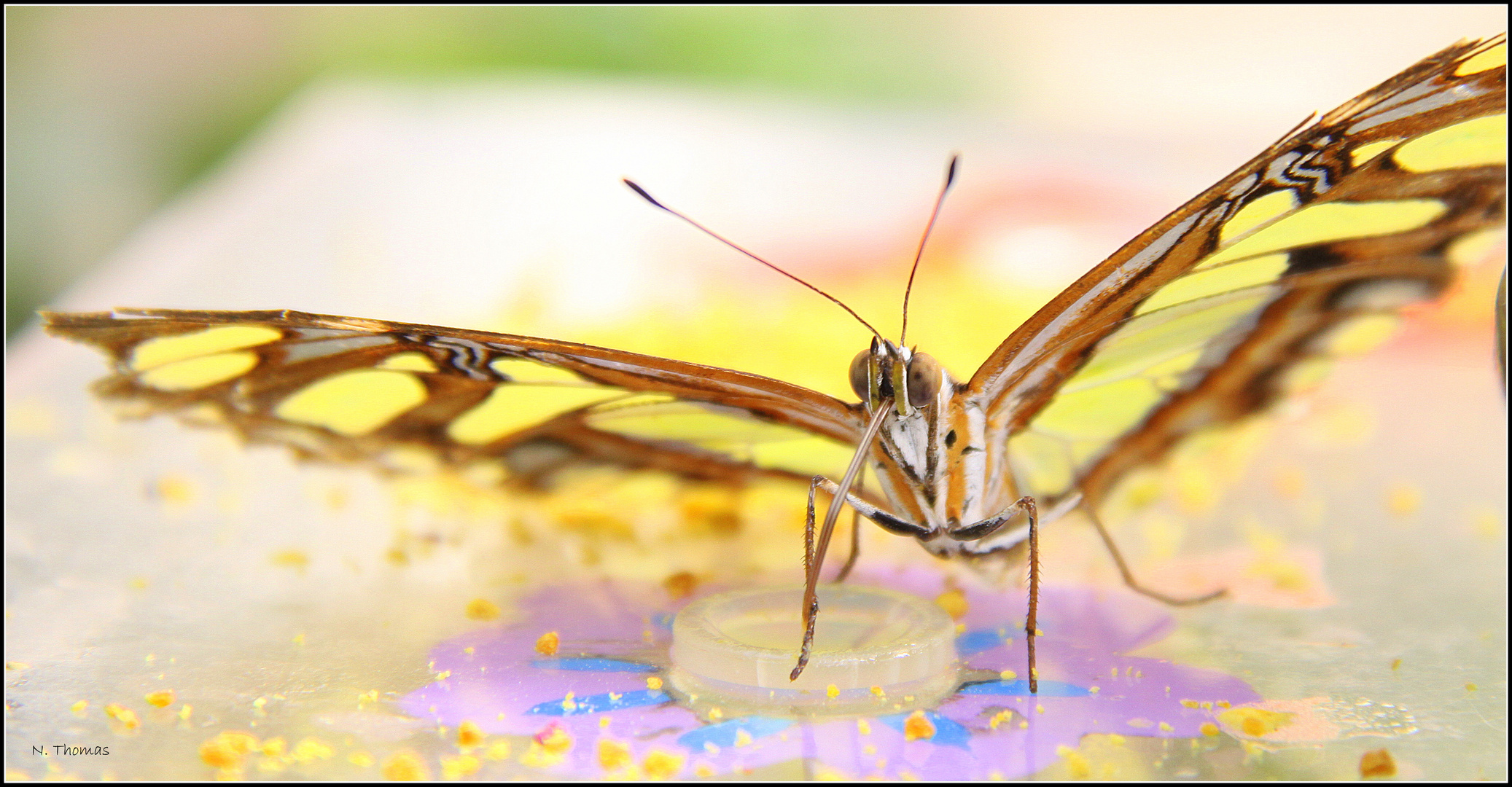 Schmetterling