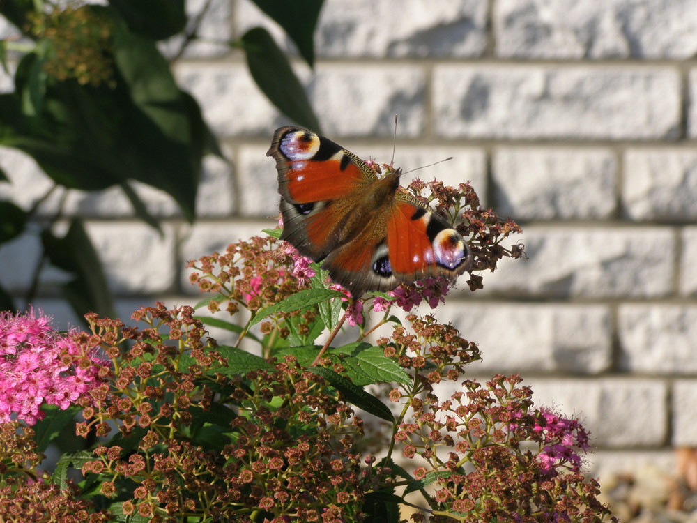 Schmetterling