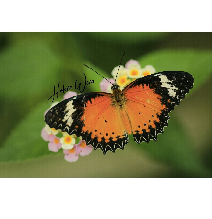 Schmetterling