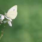 Schmetterling