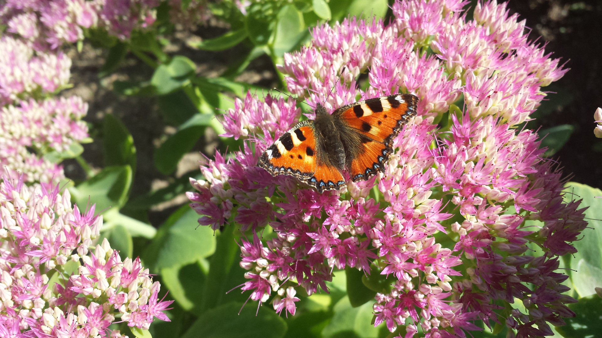 Schmetterling