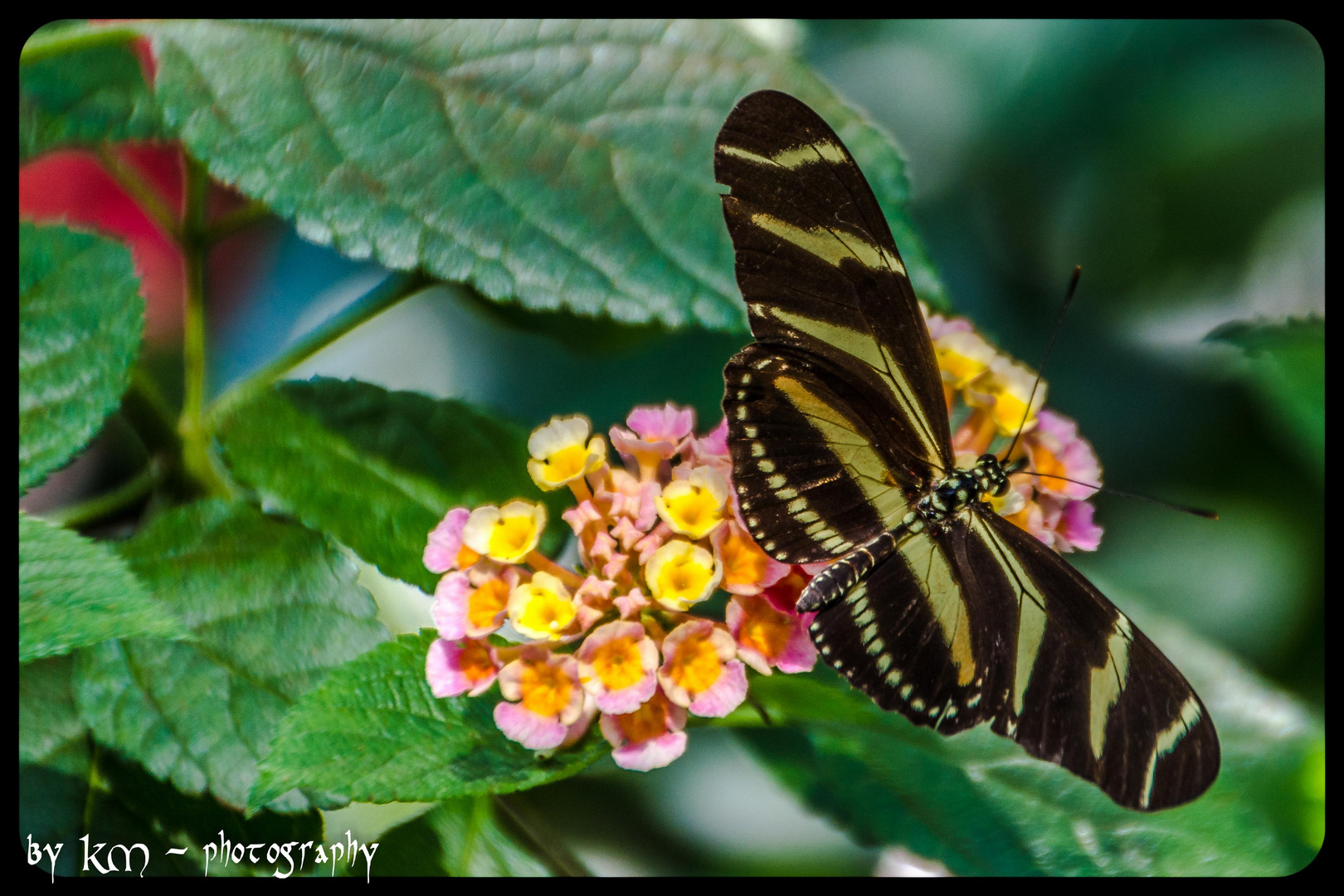 Schmetterling