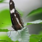 Schmetterling