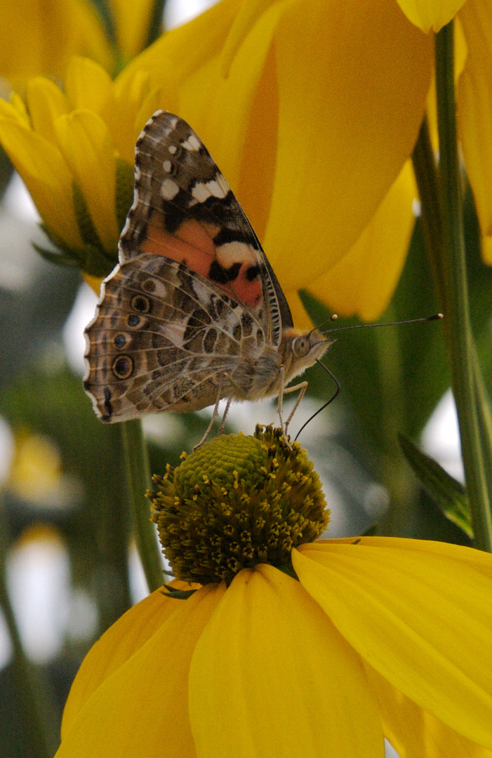 schmetterling