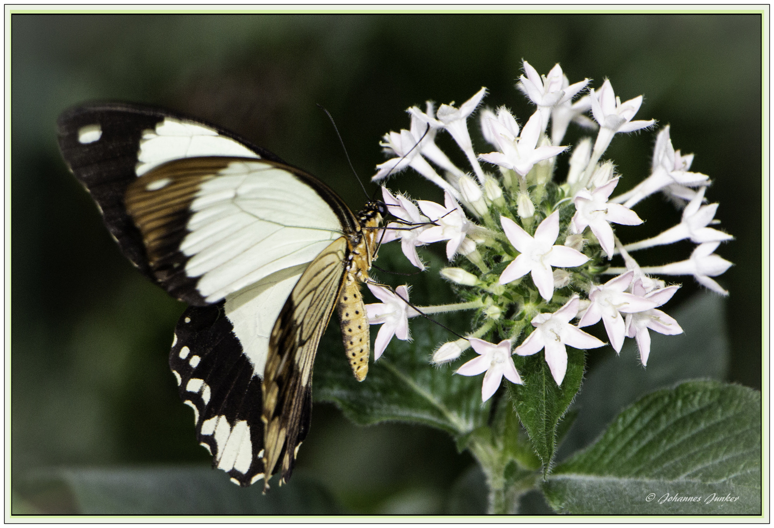 Schmetterling 