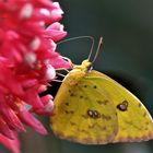 Schmetterling