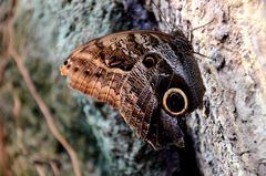 Schmetterling