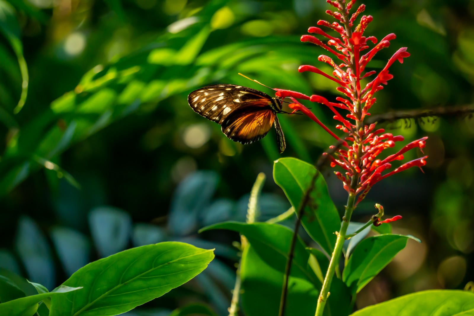 Schmetterling 