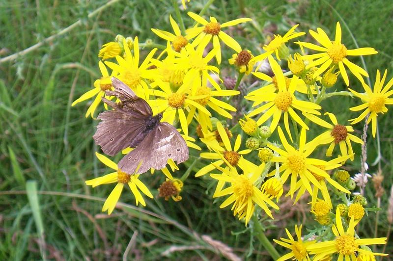 Schmetterling