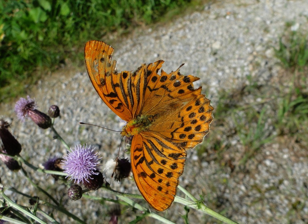 Schmetterling