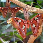 Schmetterling