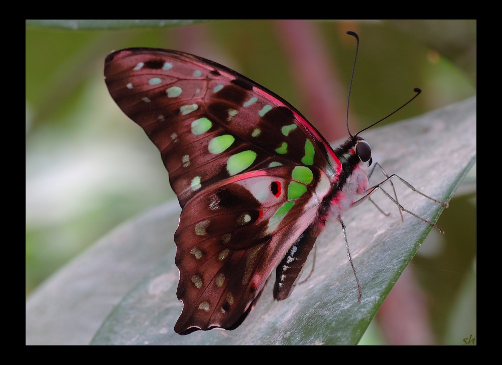 Schmetterling