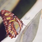 Schmetterling