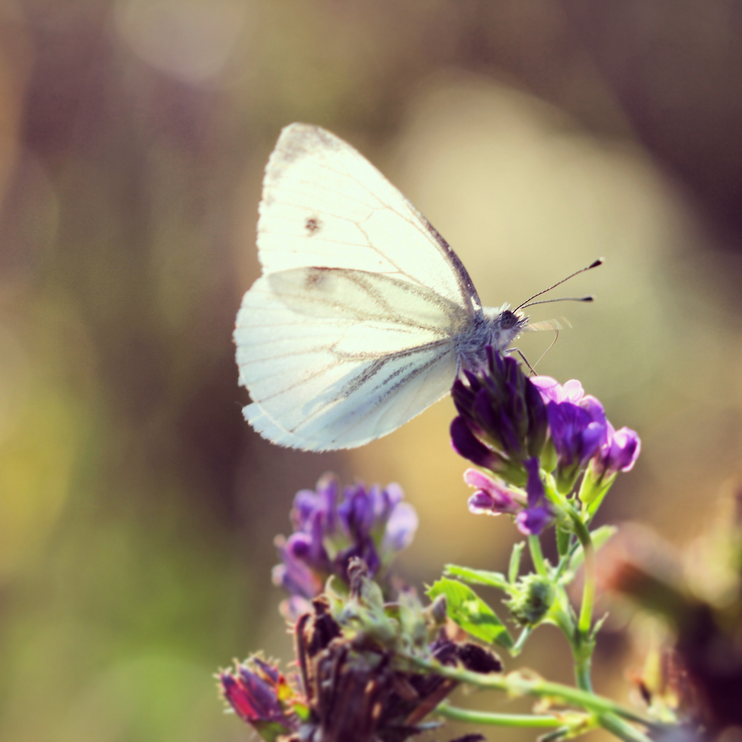 Schmetterling