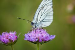 Schmetterling