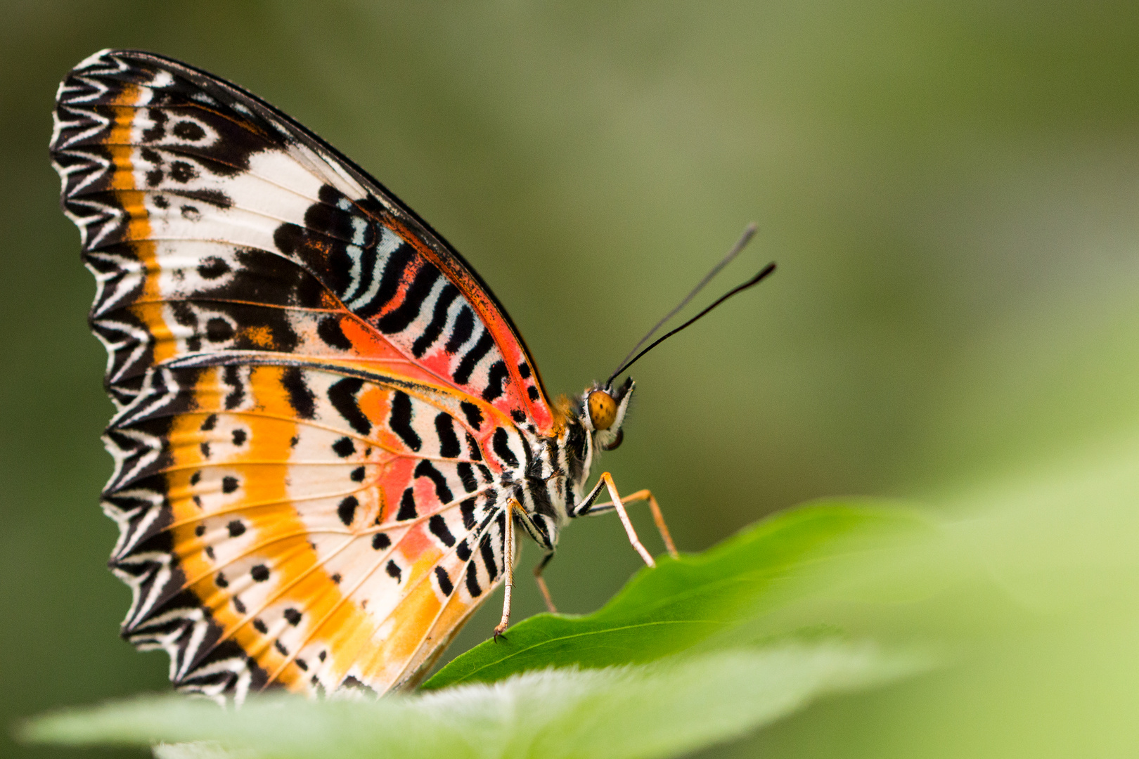 Schmetterling