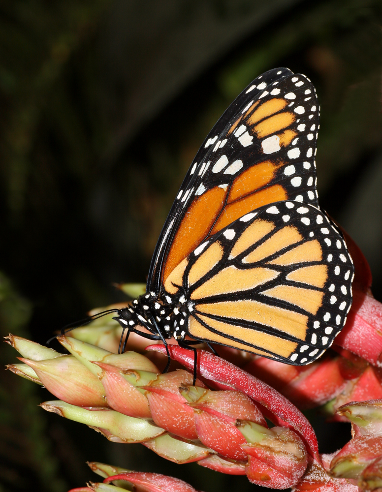 Schmetterling