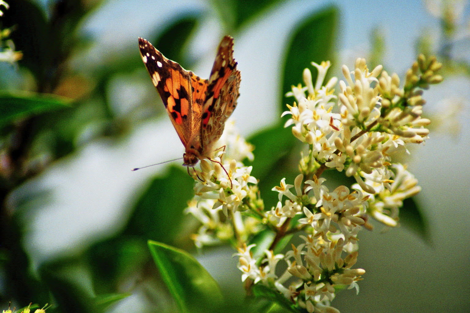 Schmetterling