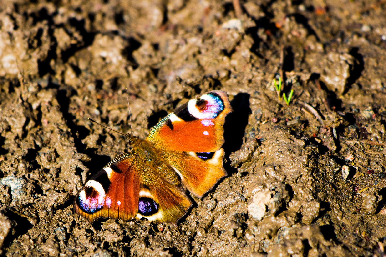 schmetterling