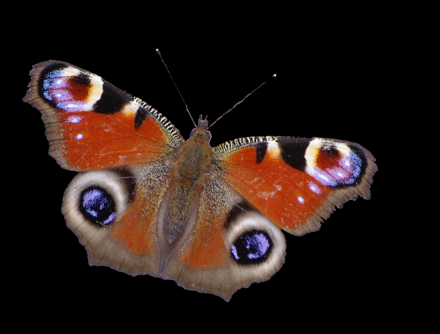 Schmetterling