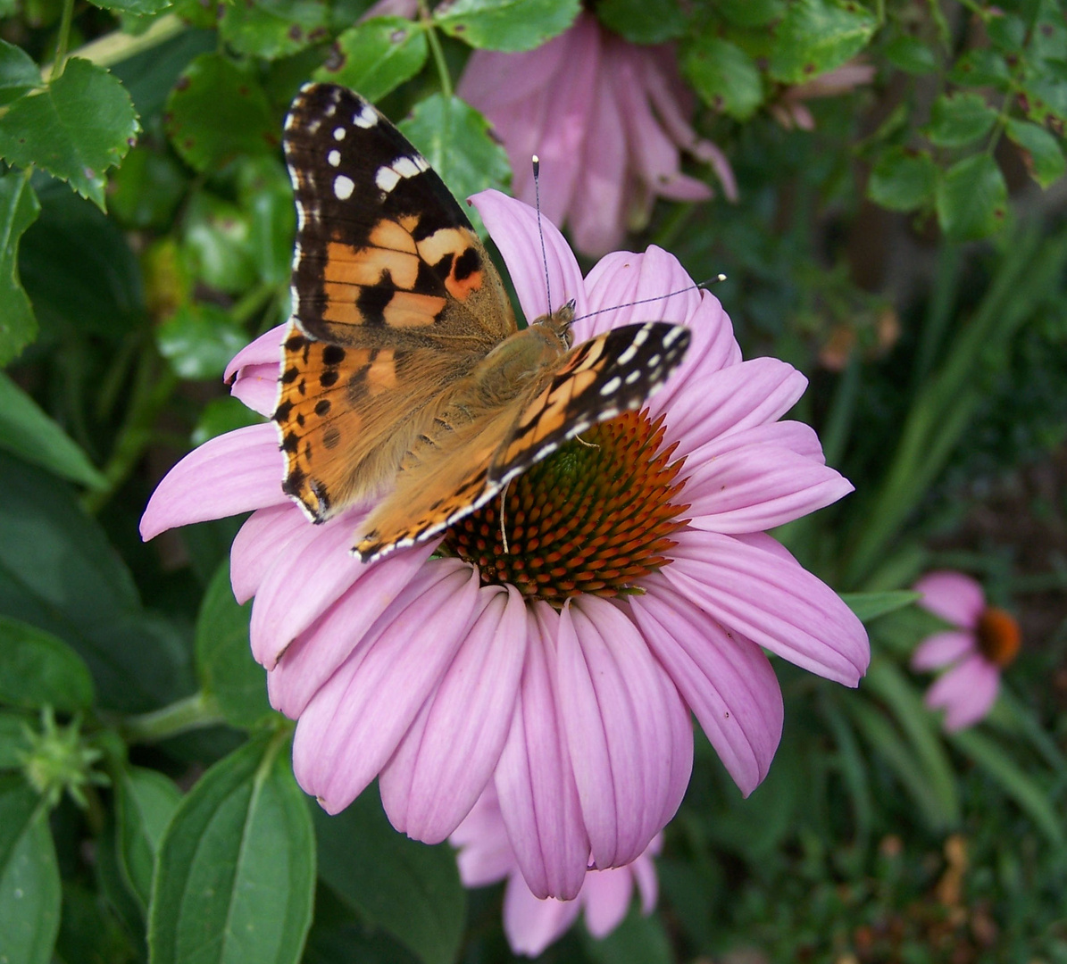 Schmetterling