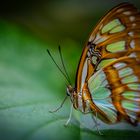 schmetterling