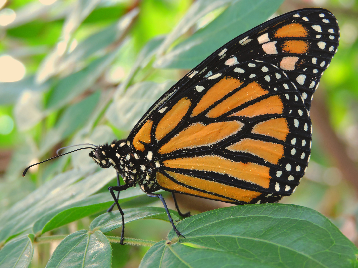 Schmetterling