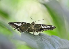 Schmetterling