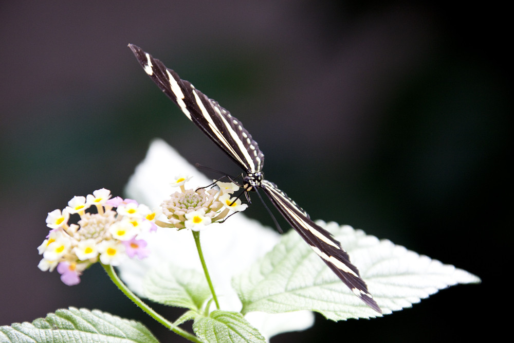 .Schmetterling