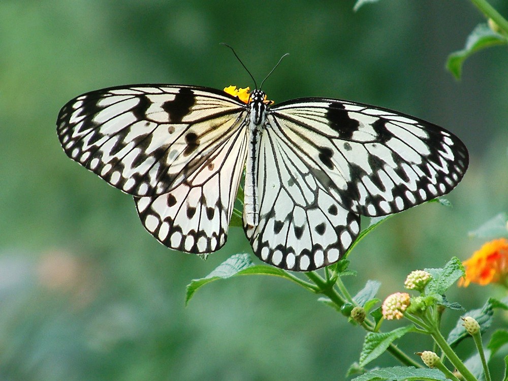 Schmetterling