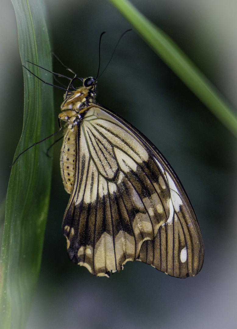 Schmetterling