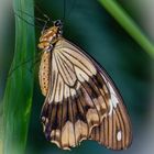 Schmetterling